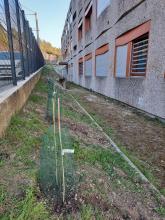 plantation_darbuste_1ere_classe8.jpg Thumbnail