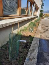 plantation_darbuste_2eme_classe5.jpg Thumbnail